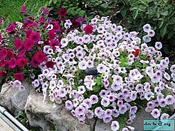 Description and living conditions of the petunia Wave and its varieties Shock and Izi. Features of reproduction and care