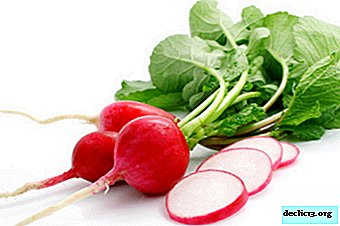 Description and cultivation of high-yielding varieties of radish Champion