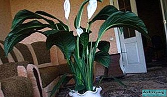 Description of the delicate flower spathiphyllum Sensation and the features of its cultivation