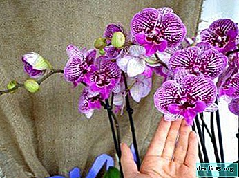 Beskrivelse af Big Lip-orkideen samt funktionerne ved dyrkning og pleje