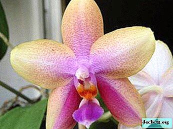 Description of Liodoro Orchid, rules for plant care