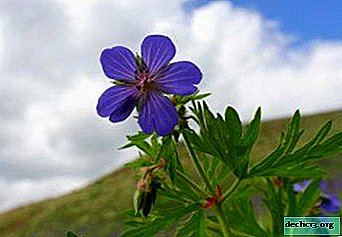 Description, care features and photos of various varieties of meadow geraniums