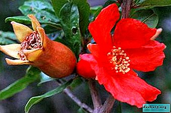 Descripción, propiedades útiles y otras características de las flores de granada.