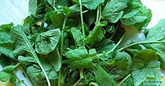 Beskrivelse, fordele og skader ved radish toppe. Påføring af grøntsagsblade