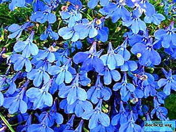 Description of the Riviera lobelia plant: features of reproduction, planting and care