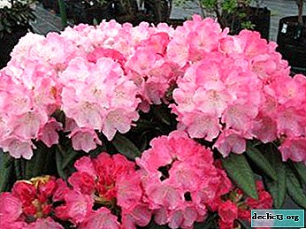 Description of Rhododendron Science Fiction and Care Features - Garden plants