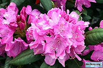 Description of Rhododendron Roseum Elegans and rules for the care of this species