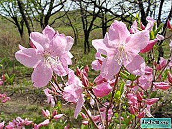 Description of Schlippenbach's rhododendron - its medicinal properties and care tips - Garden plants