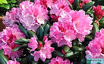 Description of the rhododendron of Yakusemansky and its varieties. Rules for caring for this type of plant