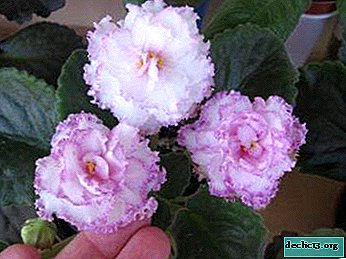 Description de la variété de violettes "Fée": photos et caractéristiques de soin