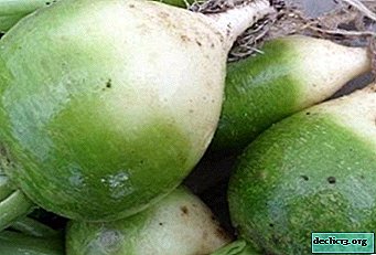 Descripción, variedades y reglas para el cultivo del rábano Margelan. ¿Qué son los cultivos de raíces útiles y dañinos?
