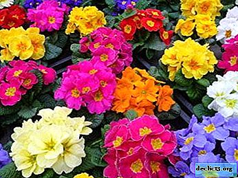 Description of varieties and tips for the care of perennial primrose - Home plants