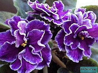 Beskrivelse af sorten violer med navn og fotos