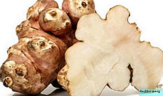 Description, properties and photos of Jerusalem artichoke roots. How to use for medicinal purposes? - Vegetable growing