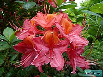 Description of Nep Hill Azalea Species: Painted Lady, Homebush, Sylphide and others. Features of care and reproduction - Garden plants