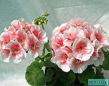 Description of the types of pelargonium PAK Salmon: Komtess, Queen and others. Care and growing rules