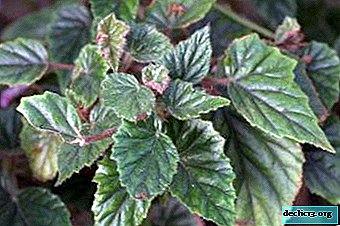 Description of the appearance of a houseplant - metal begonias: care features and other nuances