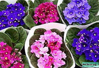 Descripciones de variedades de violetas con los nombres de los criadores que las criaron: Jus Adeline, Apple Orchard, Snow White y otros. Foto