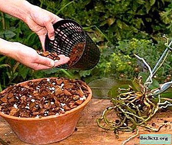 Die optimale Zusammensetzung des Bodens für Orchideen und Anweisungen zum Selbstkochen