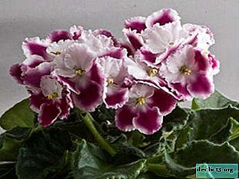 Meet the Optimara violet: myLove and other varieties of this group
