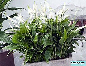 Rastlinski organi spathiphyllum: podroben pregled, fotografija