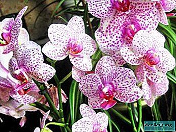 Orkideer efter transplantation: tip til pleje og håndtering af potentielle problemer