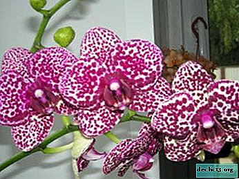 Wild Cat Orchid: Foto, Beschreibung und Pflege