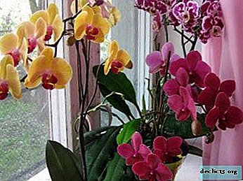 Orchid and phalaenopsis: how are plants different?