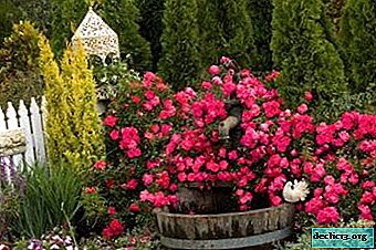 Original border roses spray. Photo and description of varieties, features of cultivation