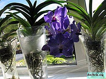 The original way of planting orchids in a glass vase or pot and subsequent cultivation at home