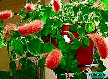 The original houseplant or what is the Fox tail and how to care for it?