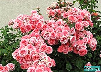 Regras básicas para o cuidado e cultivo de rosas Floribunda