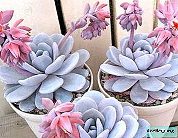 Basic rules for the propagation of echeveria seeds: step-by-step algorithm of actions