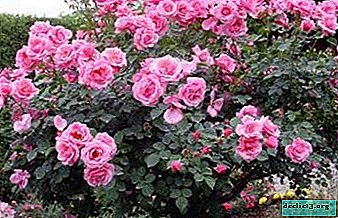 Basic rules for the care of climbing roses and instructions for growing