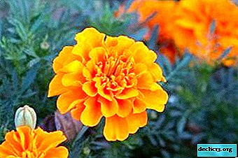 Basic rules for the cultivation and care of marigolds