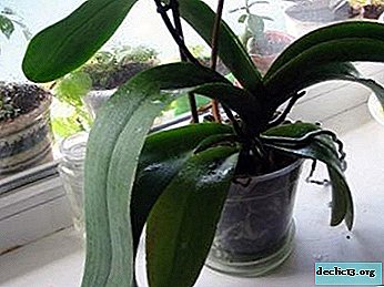 The main reasons why phalaenopsis does not bloom