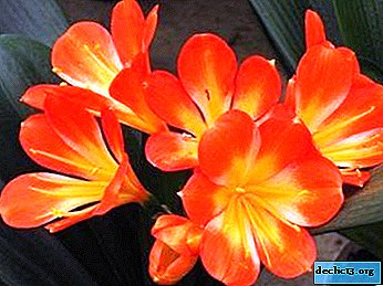 The main reasons why clivia does not bloom - we understand and solve the problem - Home plants