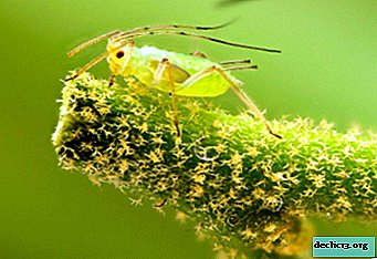 The main ways to combat aphids. How to get rid of a pest forever?