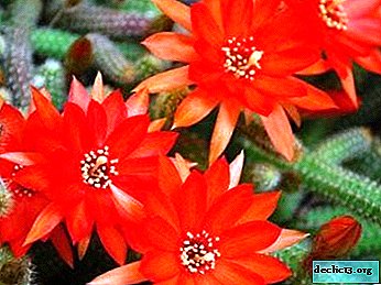 Eigenschaften von Aporocactus: Achten Sie auf die Pflanze zu Hause richtig