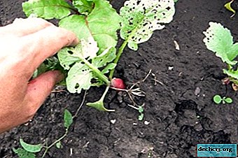 Features of radish pest control. What methods will help get rid of them? - Vegetable growing
