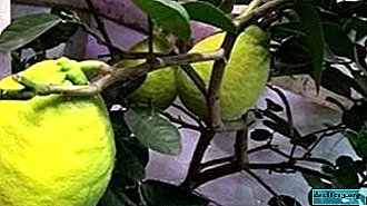 ملامح الهجين الحمضيات - الليمون Panderos. نصائح العناية والإنجاب