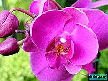 Features of flowering orchids and rules of care during this period