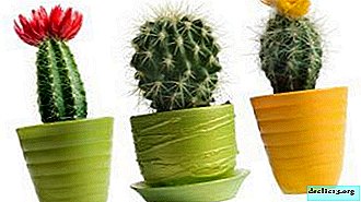Features of a cactus pot. DIY store selection and DIY tips