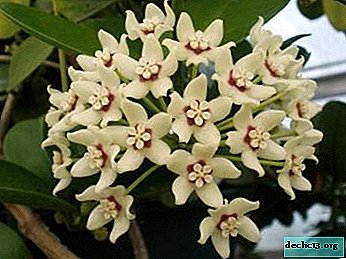 Features of Hoya Australis: everything you need to know for successful cultivation