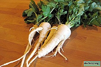Features and agricultural technology of growing parsnips in the open ground. Prevention of possible problems