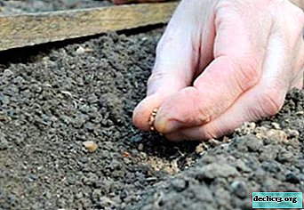 Caractéristiques et règles pour la plantation de radis au printemps en pleine terre: quand vous pouvez planter, comment planter et autres nuances