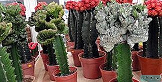 Features and technique of vaccination of a cactus for its propagation. Rules for leaving after the procedure