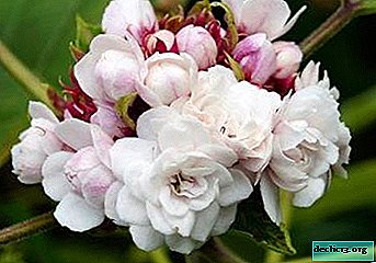 Features of the Philippine Clerodendrum and rules for its care