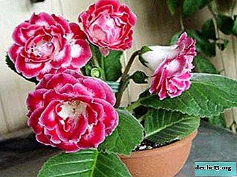Features of difficult care and growing gloxinia at home