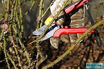 Features of pruning climbing roses at different times of the year - tips and step-by-step instructions - Garden plants